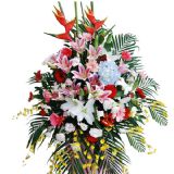 ۿʻٵ
