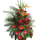 ۿʻٵ
