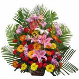 ۿʻٵ